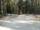 Many Pines 019
