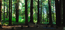 Prairie Creek Redwoods State Park &#8211; Elk Prairie