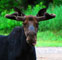Moose Tongue