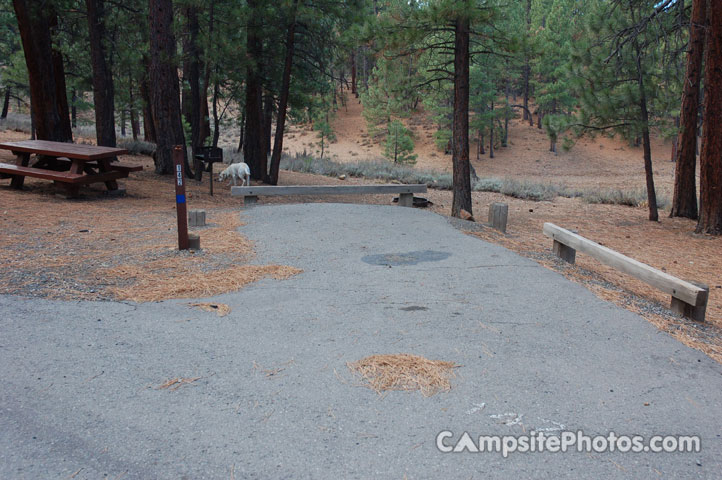 Logger Campground 142