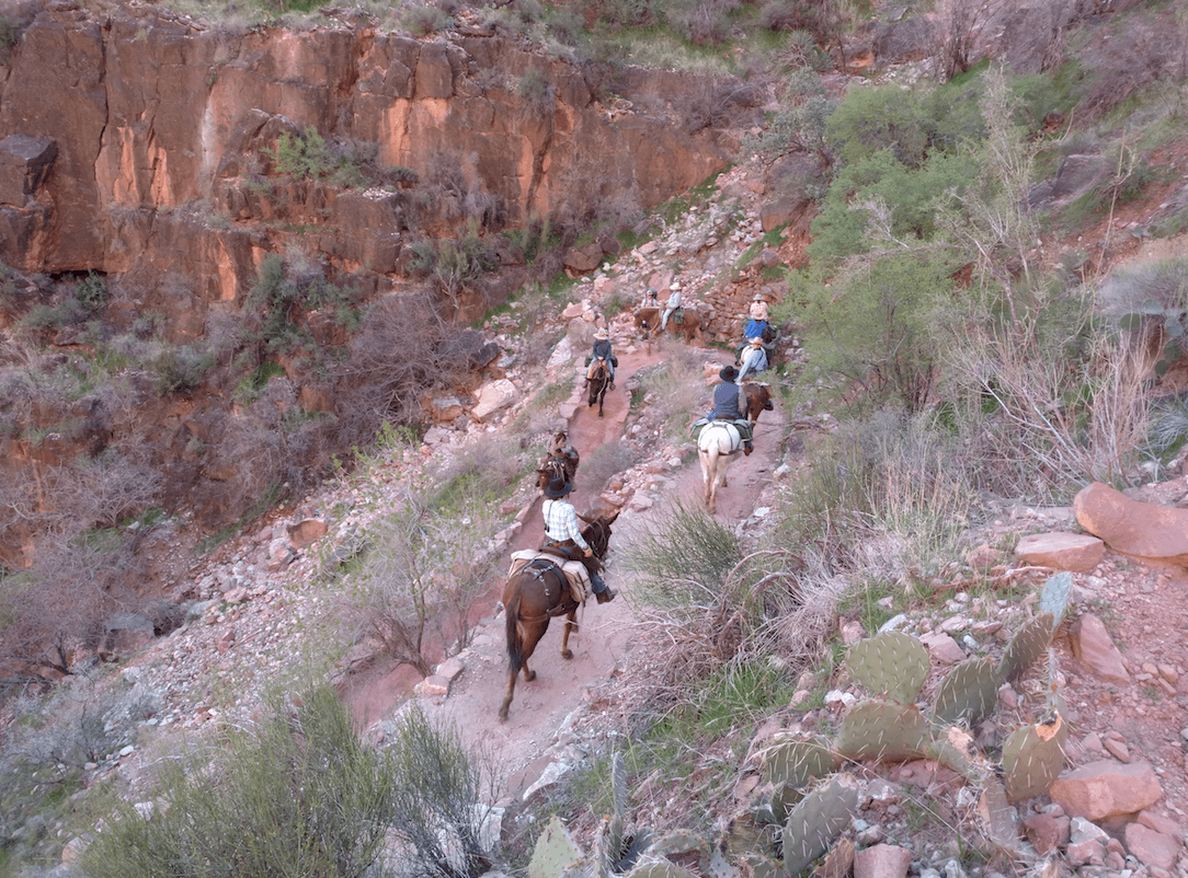Bright Angel Campground Bright Angel Trail Mules