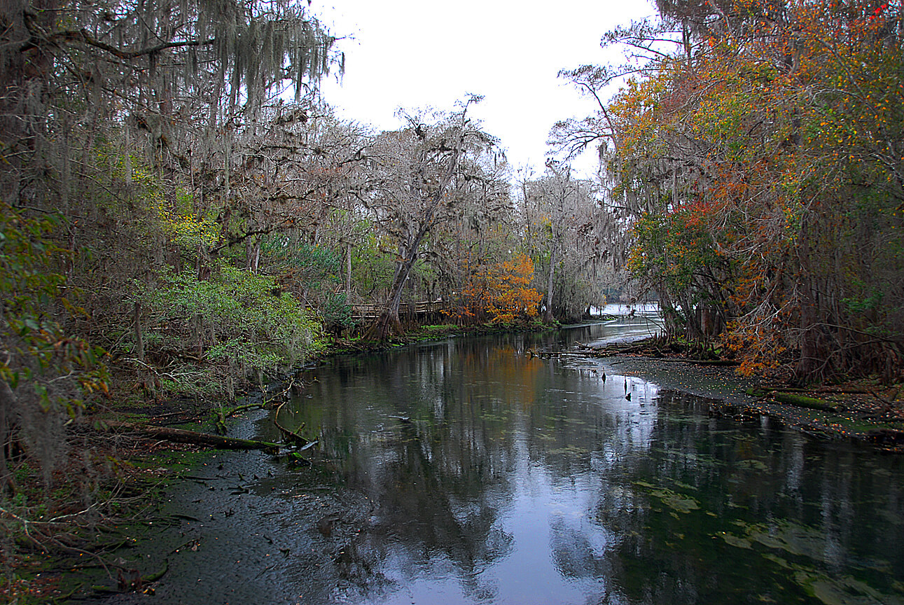 The Legend of Florida's Moss Man -Manatee Springs State Park View