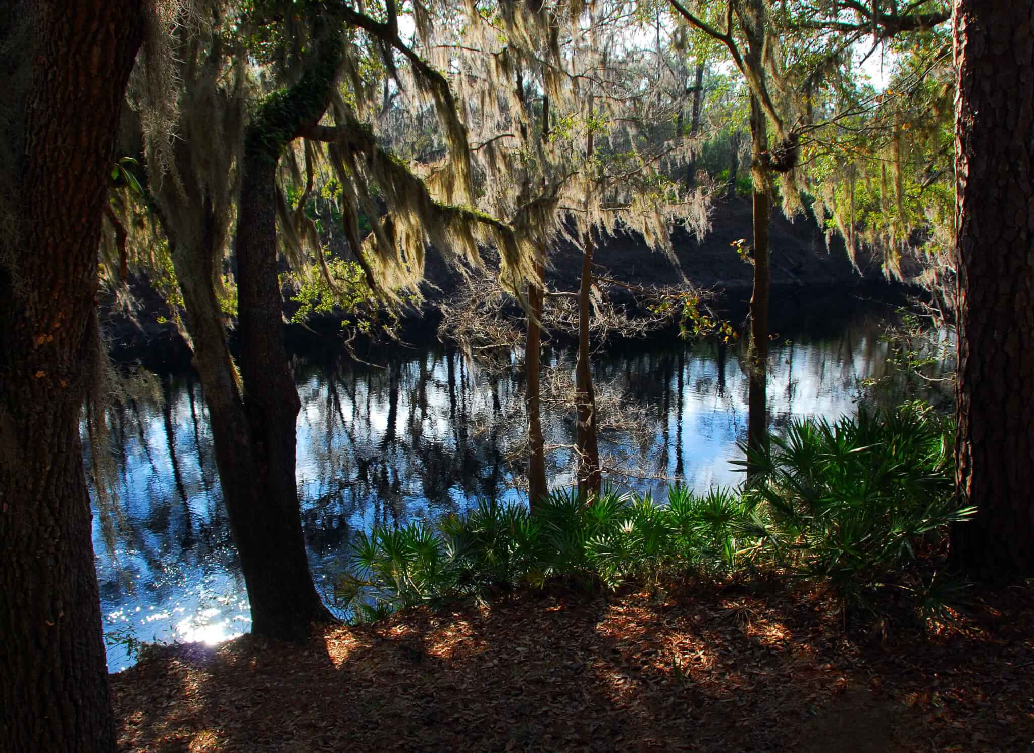 The Legend of Florida's Moss Man - Suwannee River