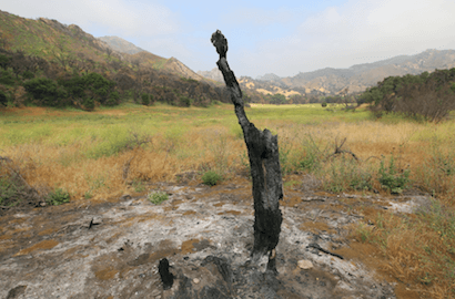 Leo Carrillo & Malibu Creek Campgrounds Are Now Open For Camping - Malibu Creek After Fire