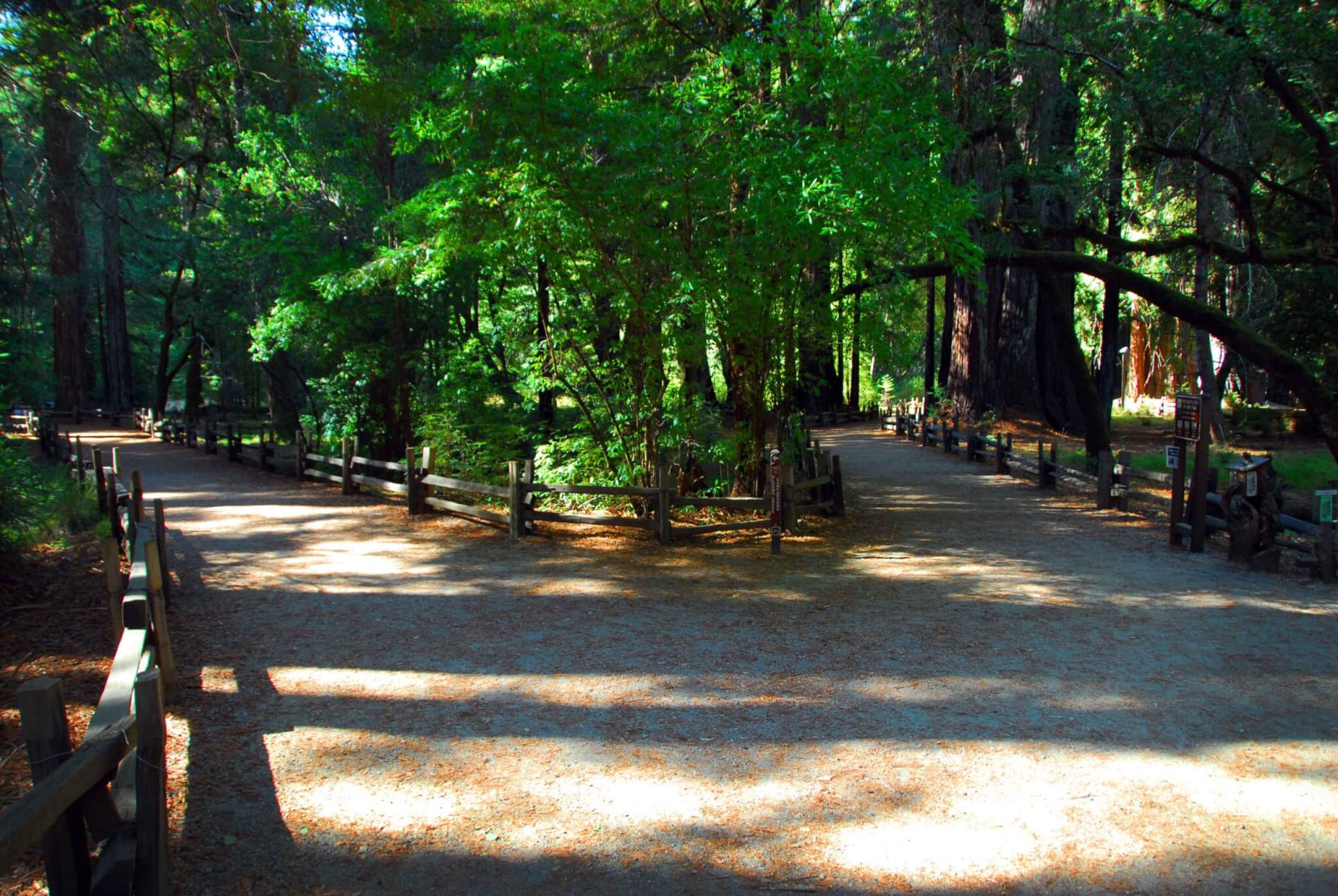 California Opens Campgrounds in 28 State Parks - Big Basin Redwoods State Park
