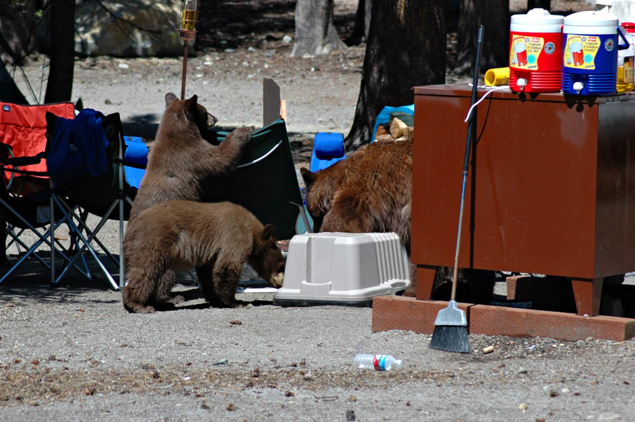 Bears Looking For A Snack At A Campsite