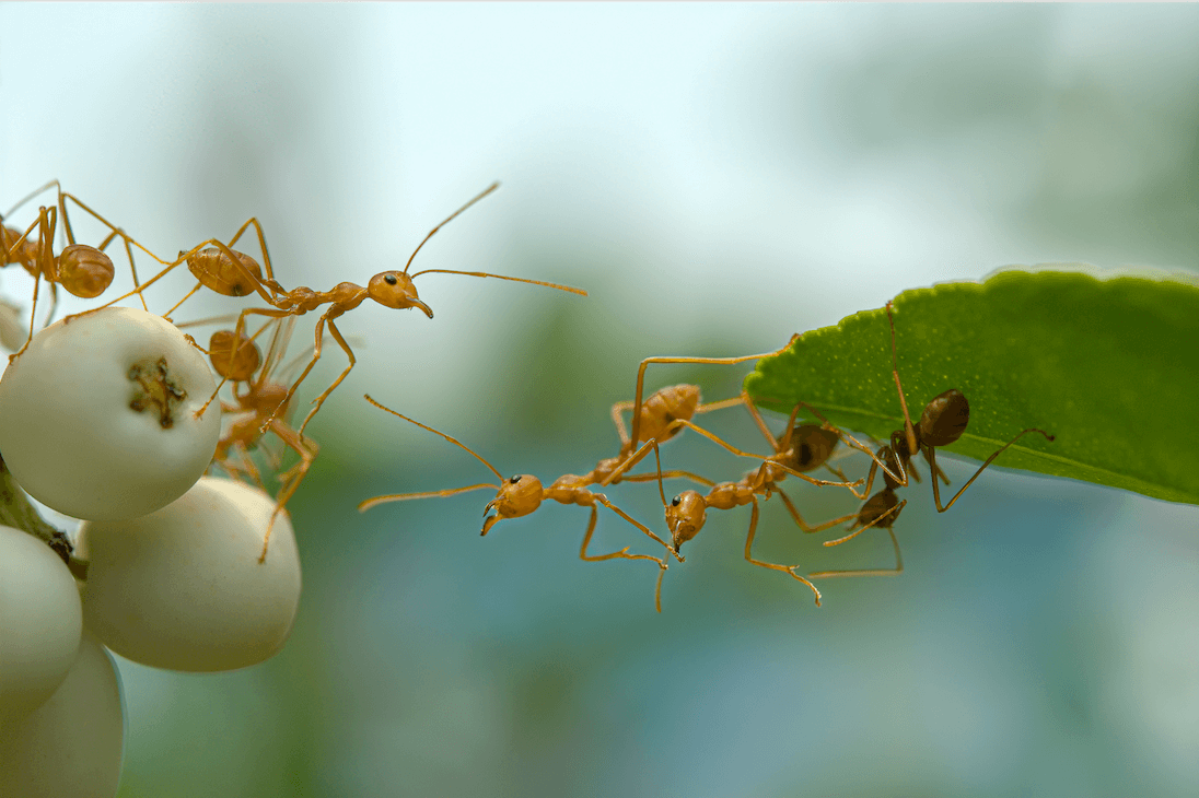 Udržujte mravence mimo svůj kemp a RV-3