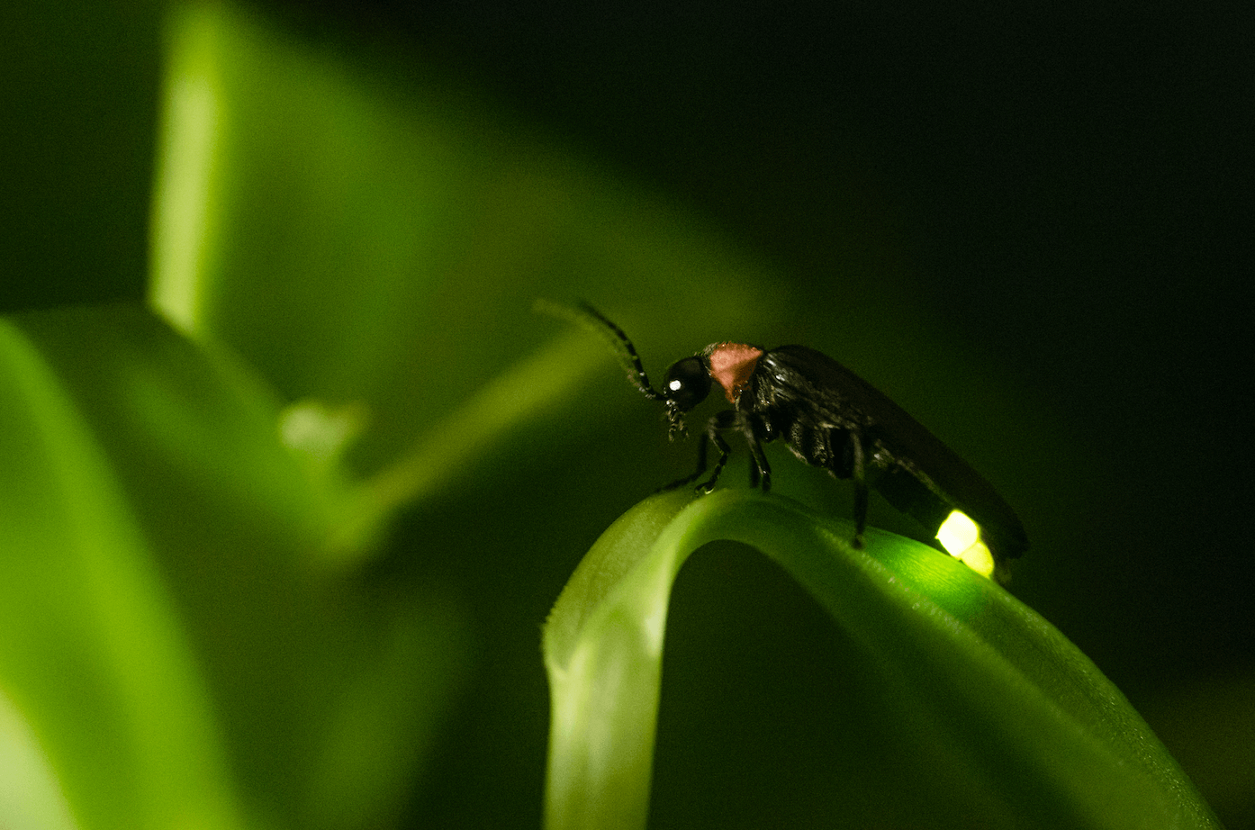 Best Place to See Synchronous Fireflies - Bug