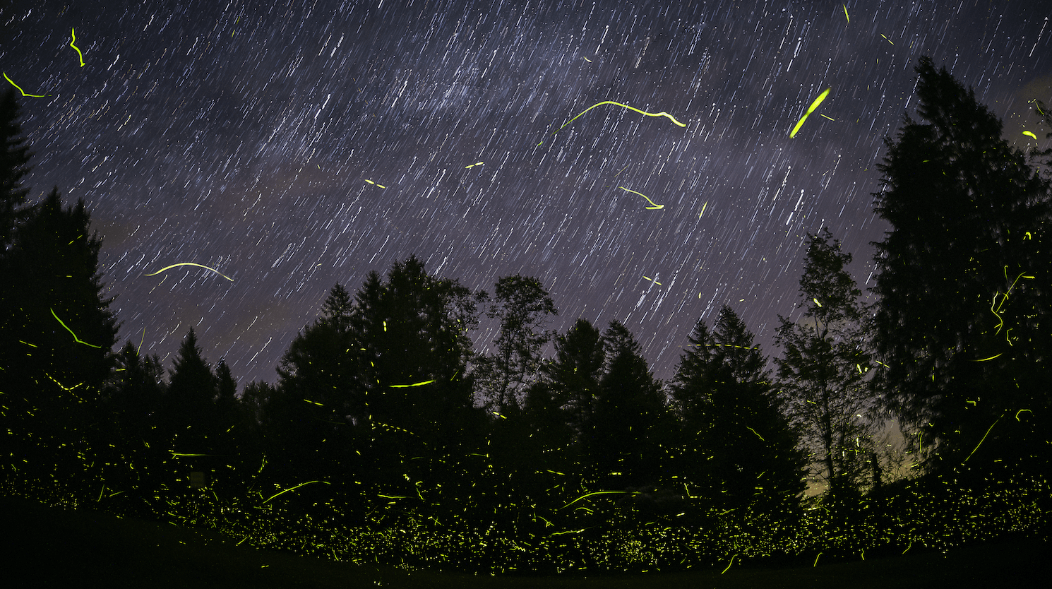 Best Place to See Synchronous Fireflies - View 1