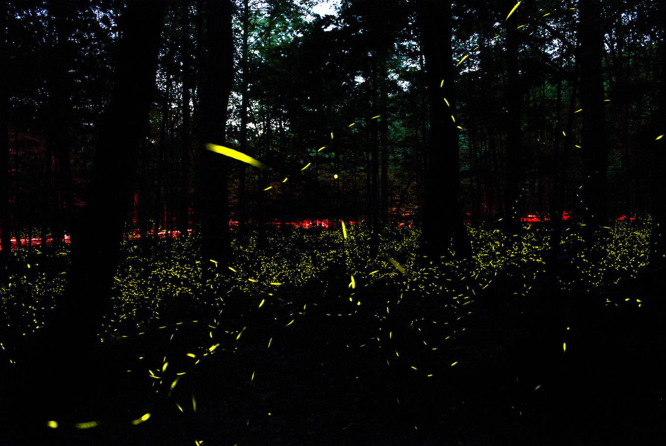 Best Place to See Synchronous Fireflies - View 2