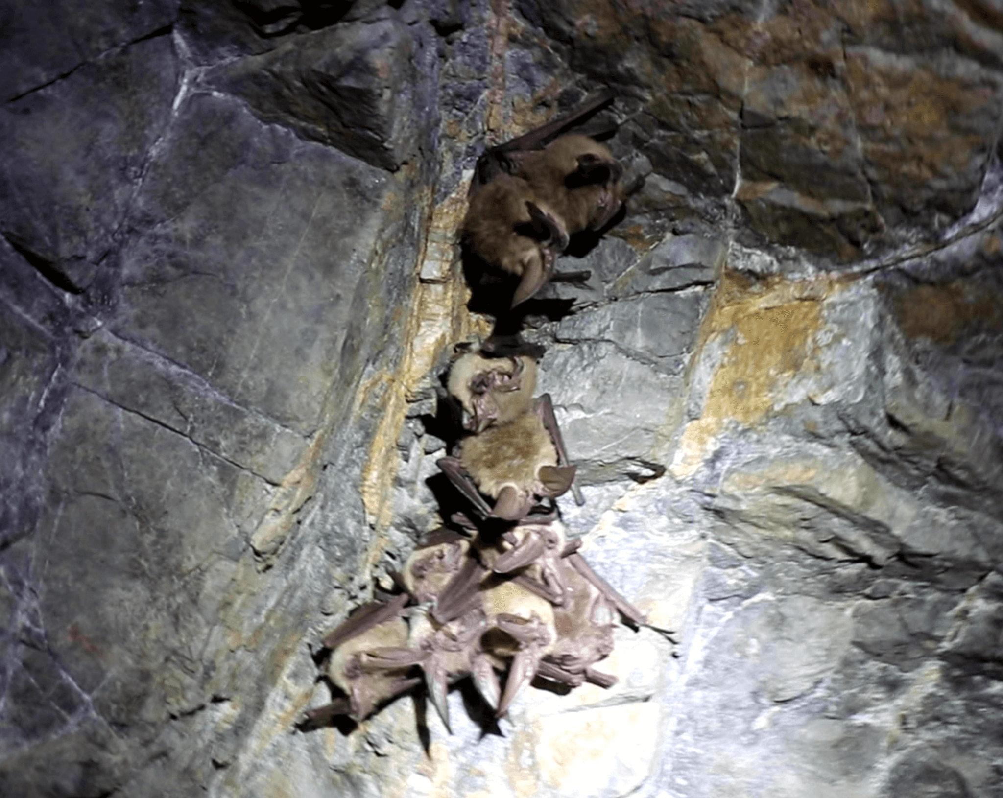 Panamint City - Wyoming Mine Bats