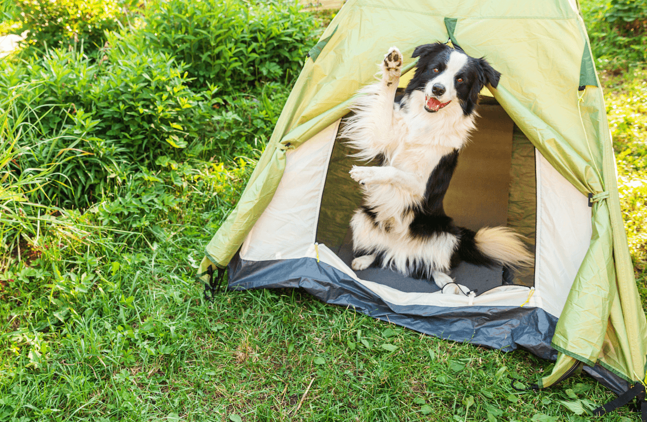 First Aid for Fido While Camping - happy camper