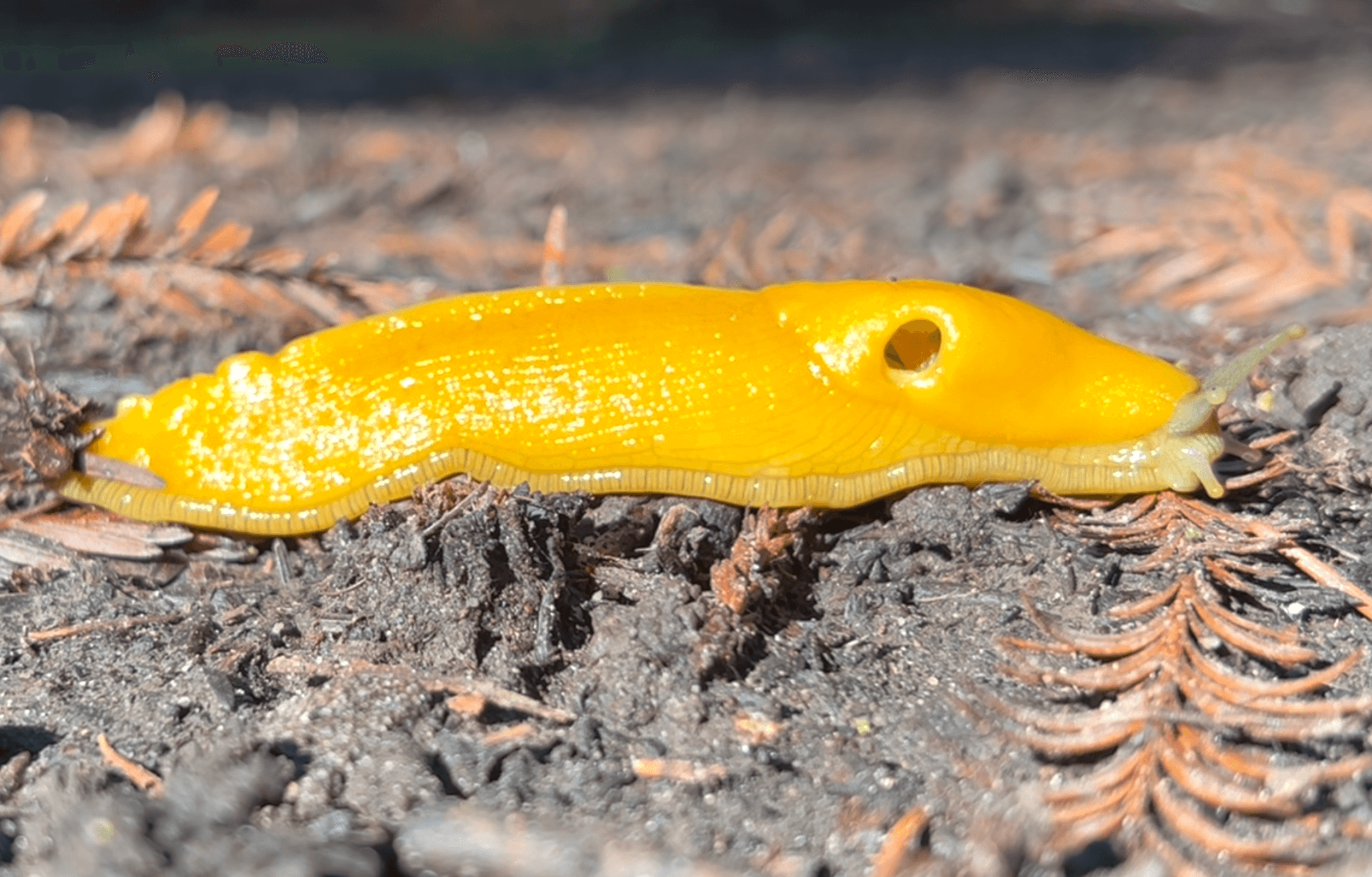 Where Banana Slugs Roam_Banana Slug